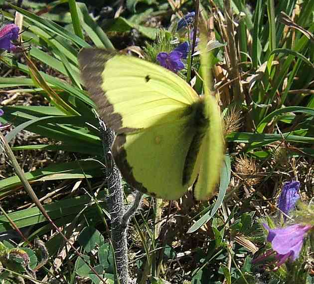 Colias philodice Colias philodice